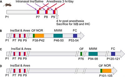 Intranasal Administration of Insulin Reduces Chronic Behavioral Abnormality and Neuronal Apoptosis Induced by General Anesthesia in Neonatal Mice